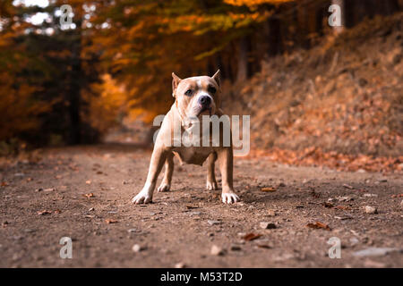 American bully weiblichen stehend auf der Garten im Herbst Stockfoto