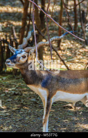 Hirschziegenantilope (Antilope cervicapra) oder indische Antilope auch als die Indische Antilope bekannt, ist eine Antilope in Indien, Nepal und Pakistan gefunden. Stockfoto