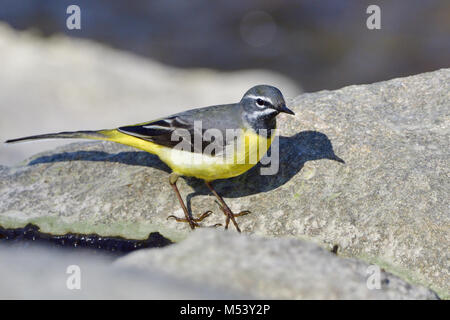 Gebirgsstelze Stockfoto