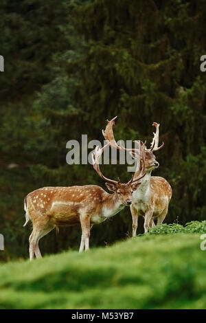 Rehe in der Nähe des Waldes Stockfoto