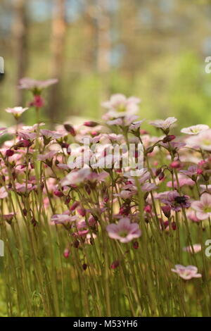 Helle Blumen erblühen Moss Stockfoto