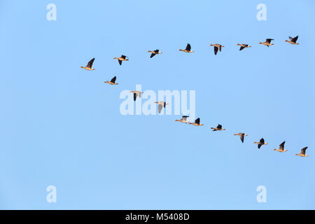 Herde wilder Gänse fliegen Stockfoto