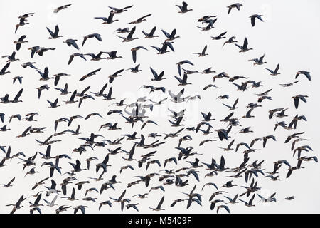 Herde wilder Gänse fliegen isoliert Stockfoto