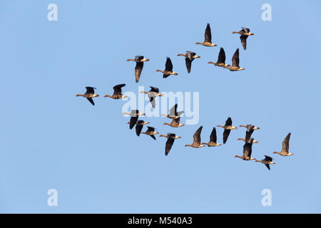 Wild Geese flying Stockfoto