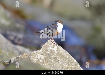 Weißer-throated Schöpflöffel Stockfoto