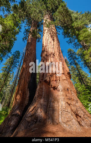Mammutbaum in der Calaveras große Bäume State Park Stockfoto