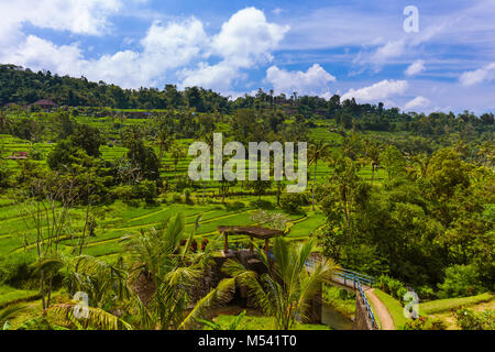 Reisfelder - Insel Bali Indonesien Stockfoto