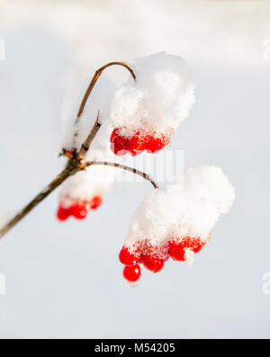 Rote beeren Vogelbeere auf einem Zweig unter dem Schnee im Winter Stockfoto