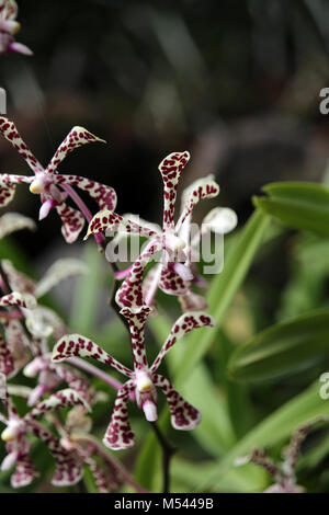 Orchid hybrid Aranda Bertha Braga Stockfoto