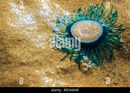 Schließen Sie die blaue Schaltfläche Quallen (porpita porpita) am Strand, wenn das Meer Wasser zurückgegangen. Stockfoto