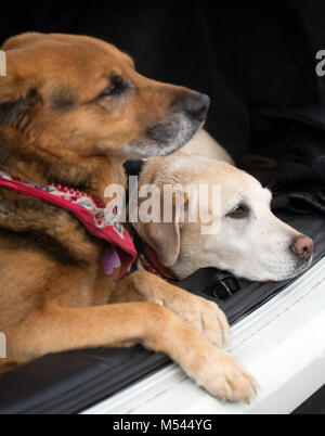 Hunde Stockfoto
