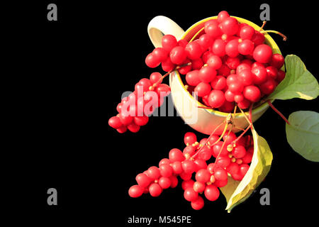 Reif schizandra in der Tasse auf dem Schwarzen Stockfoto