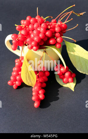 Reif schizandra in der Tasse auf dem Schwarzen Stockfoto