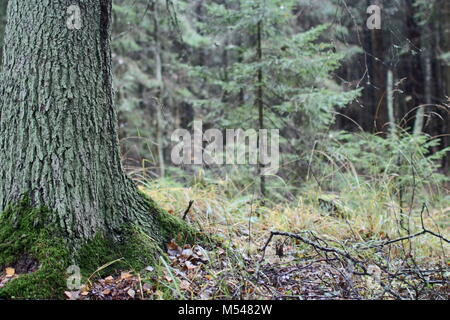 Baum Rinde bedeckt mit Moos Stockfoto