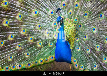 Blaue Indien Pfauen - Pavo Cristatus (Linnaeus, 1758) Stockfoto