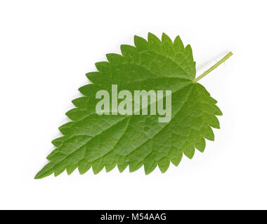 Brennessel Blatt, Urtica dioica. Pflanzliche Heilmittel isoliert Stockfoto