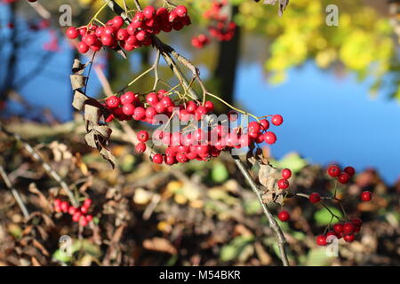 Red Mountain Ash auf Zweige Stockfoto