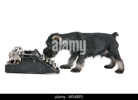 Mittelschnauzer Welpen in der Nähe von Vintage Schreibmaschine auf weißem Hintergrund Stockfoto