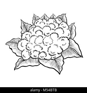 Isolierte Cauliflower-Vector Abbildung gezeichnet Stockfoto