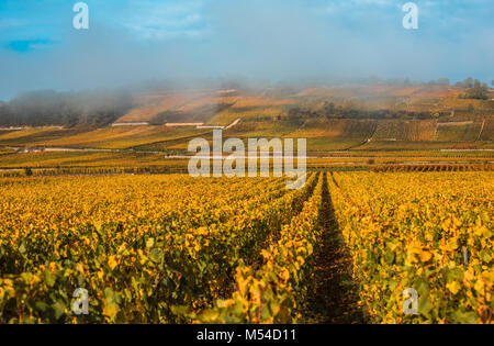 Weinberge in der nebligen Herbstmorgen, Burgund, Frankreich Stockfoto