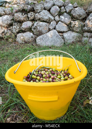 Gelbe Eimer voller Oliven in Natur Outdoor Stockfoto