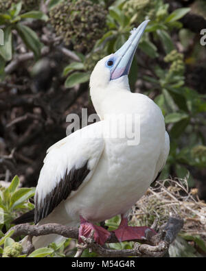 Rotfußbooby (Sula sula rubripes), weiße Farbe, die auf dem Strauch thront Stockfoto