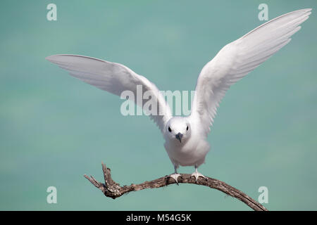 Die weiße Seeschwalbe (Gygis alba rothschildi) landet auf einem Zweig mit dem Hintergrund des aquamarinfarbenen Lagunenwassers im Pazifischen Ozean Stockfoto