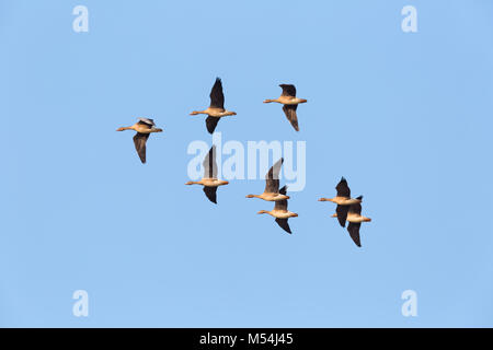 Wild Geese flying Stockfoto