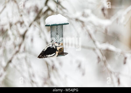 Buntspecht sitzt auf einem Bird Feeder Stockfoto