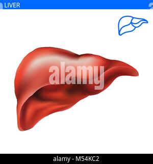 Anatomie der menschlichen Leber realistische Abbildung: Vorderansicht im Detail. Leber Übung auf weißen 3D-Illustration Stil isoliert. Gesunde Leber. Verdauungsfördernde Syst Stock Vektor