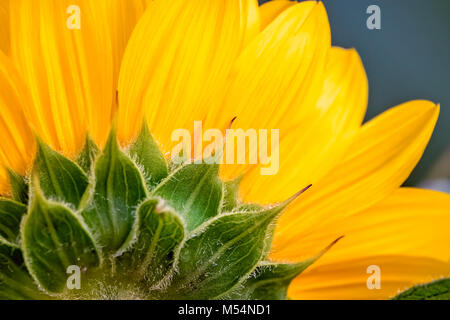 Nahaufnahme von einem gelben Sonnenblume Kopf Stockfoto