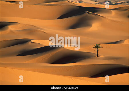 Algerien. In der Nähe von Ouargla. Die östliche Sand Meer. Grand Erg Oriental. Sahara. Einsame Palme zwischen Sanddünen. Stockfoto