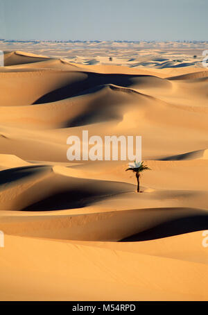 Algerien. In der Nähe von Ouargla, Ost Sand Meer. (Grand Erg Oriental). Sahara. Palmen in Sanddünen. Stockfoto