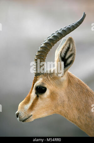 Algerien. In der Nähe von Ouargla. Die östliche Sand Meer. Grand Erg Oriental. Sahara. Dorca Gazelle (Gazella dorcas). Stockfoto