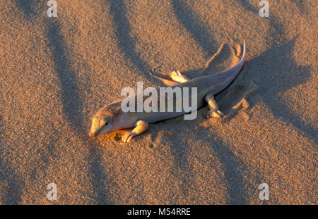 Algerien. In der Nähe von Ouargla. Die östliche Sand Meer. Grand Erg Oriental. Sahara. Skink. Auch genannt: Sandfish. Stockfoto