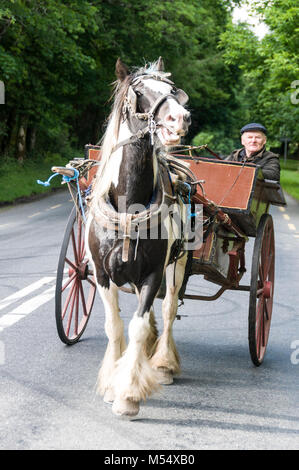 Ein Tourist mit Pony und Falle mit dem Eigentümer/Fahrer auf einer Straße in der Nähe von Killarney im County Kerry im Süden Irlands Trab. Stockfoto