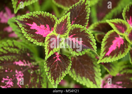 Nahaufnahme der Blätter einer Kingswood Fackel Coleus, mit rosa Zentren, & helle grüne Kanten, St. Lucia, Karibik. Stockfoto