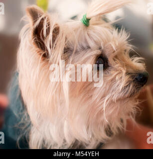 Nahaufnahme Foto eines kleinen Yorkshire Hund Stockfoto