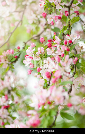 Nahaufnahme der Feder Blüte Crab Apple Blossom Flowers auch als Malus sylvestris bekannt Stockfoto