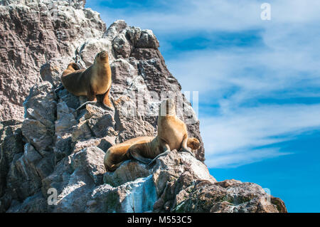 Seelöwen in Puerto Deseado, Patagonien, Argentinien Stockfoto