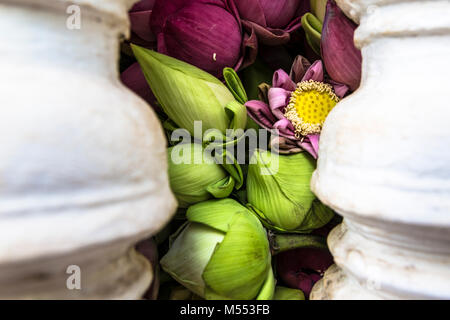 Pink Lotus Blumen und Blüten sowie deren Knospen, Grün Rosa gelb Stockfoto