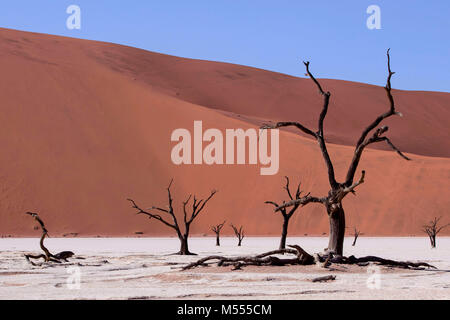 Sanddünen im Namib-Naukluft-Park, Wüste Namib, Namibia, Südafrika Stockfoto