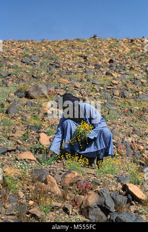 Algerien. In der Nähe von Tamanrasset. Sahara. Hoggar Berge. Mann der Tuareg Stamm Schneiden von Blumen nach dem Regen für Kaffee- und Tiermedizin. Stockfoto