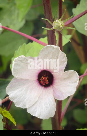 Hibiskus Tee (Hibiscus sabdariffa) auch als Karkadè oder Roselle bekannt. Stockfoto