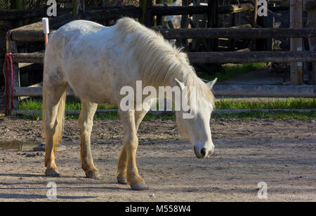 Weiße Camargue Pferd im Corral Stockfoto