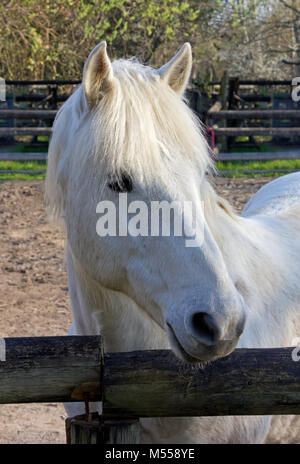 Close-up auf einem Camargue weißes Pferd im Corral Stockfoto