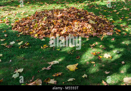 Gesammelte Blätter im Garten Stockfoto