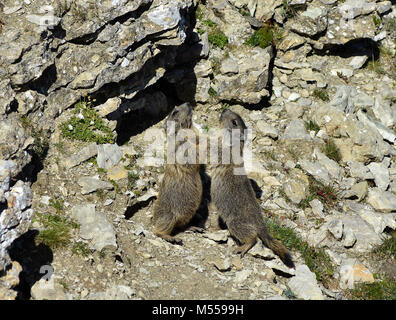 Alpine Marmot in die Dolomiten, Südtirol; Italien; Stockfoto