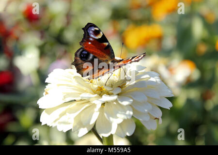 Schmetterling von Peacock Auge sitzt auf der Blume des Zinnia Stockfoto