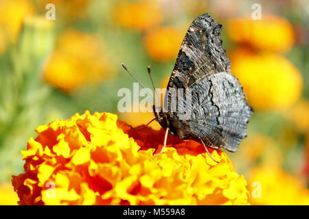 Makro von: butterfly Peacock eye Nektar sammeln auf der Tagetes Stockfoto